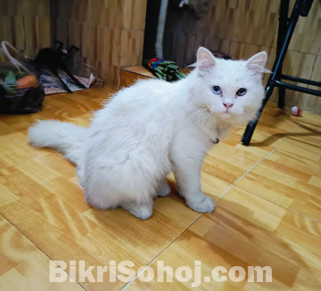 Persian cat